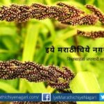 barnyard Millet article by Prashant Daithankar