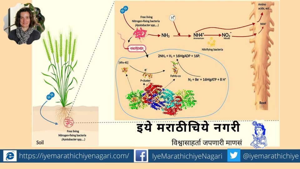 GM Bacteria To Provide Nitrogen to Crop