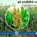 Great Millet Jowar Great Food article by Prashant Daitanakar