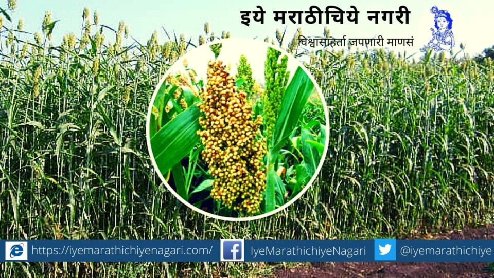 Great Millet Jowar Great Food article by Prashant Daitanakar