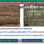 Mango Cashu Coconut plantation for conservation of soil