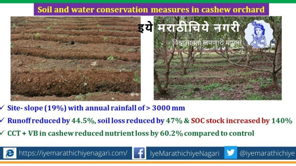 Mango Cashu Coconut plantation for conservation of soil