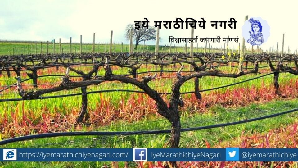 Vasudev Kate advice on Grape Crop after April pruning