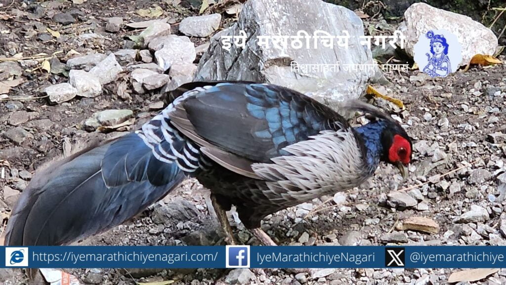 Kashmir Birds Prashant Satpute 