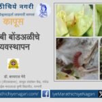 Control of Bollworm in Cotton advice by basavraj bhede