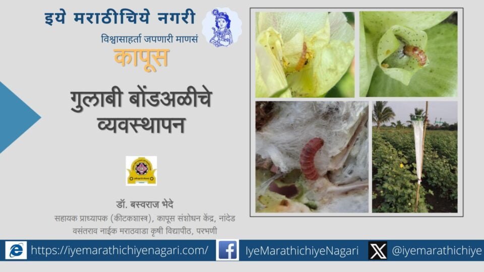 Control of Bollworm in Cotton advice by basavraj bhede