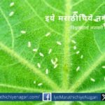 Control of Thrips on Cotton