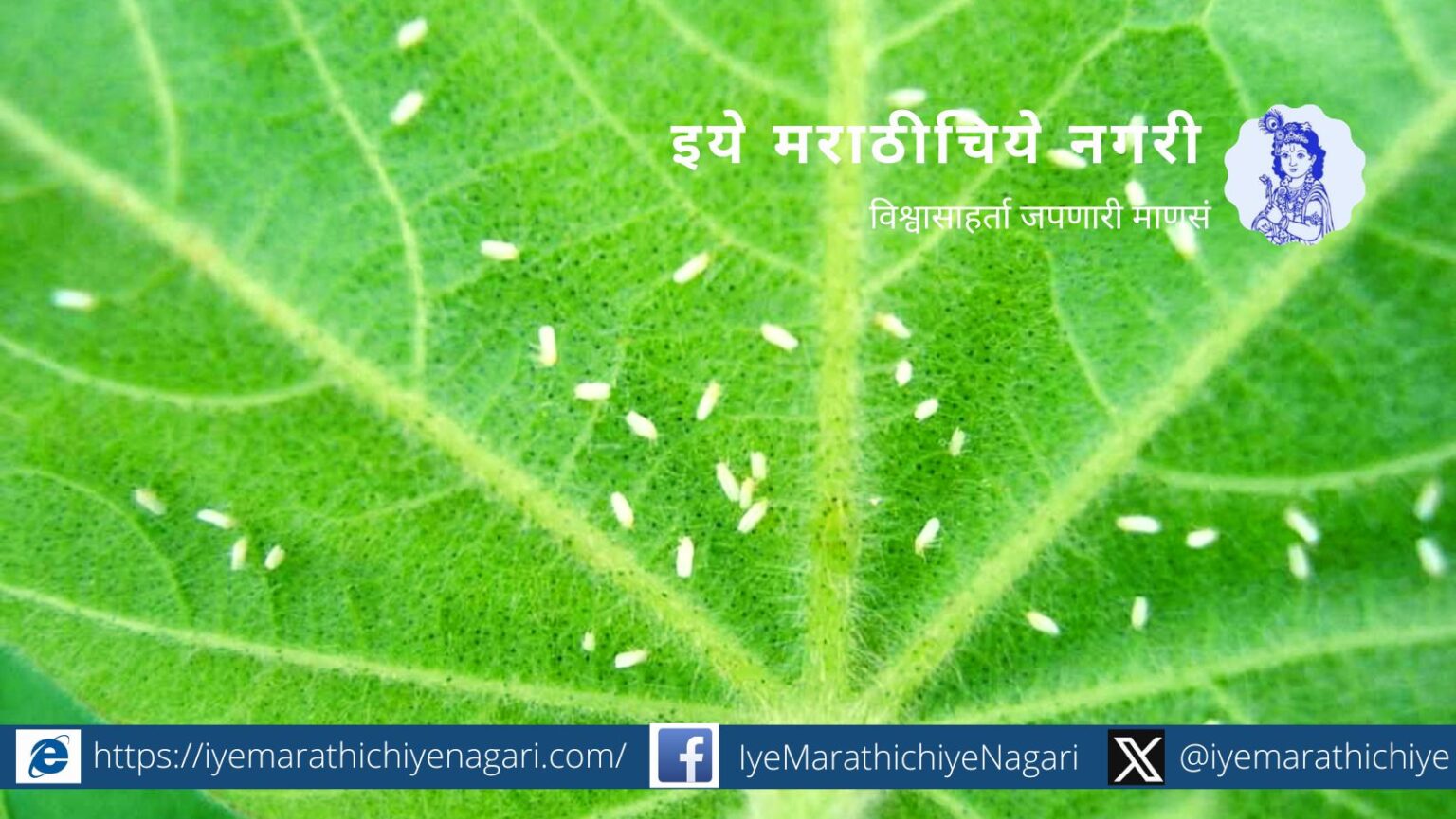 Control of Thrips on Cotton