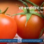Swabhimani Farmers Organization Demand on Tomato
