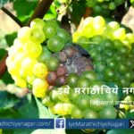 a-solution-to-the-grapevine-cluster-rot-problem/