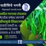 Chilli Improved Cultivation Technology