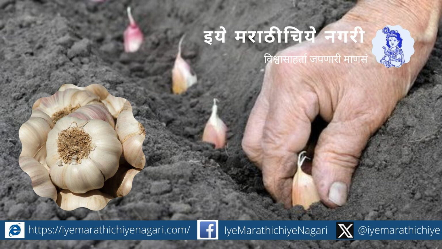 Garlic Cultivation article by Krushisamarpan