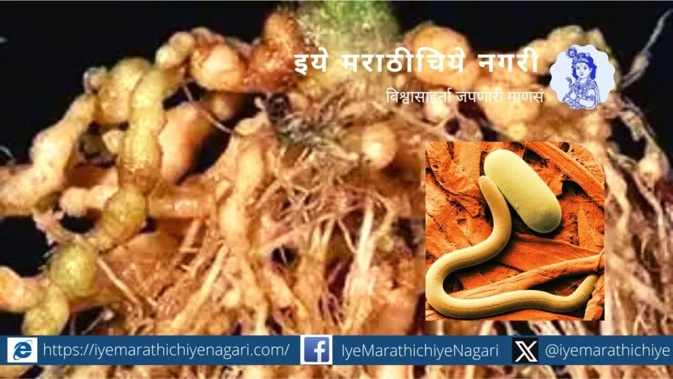 Know the infestation of threadworm and take immediate measures