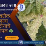 Management of Viral Turmeric Disease on Okra