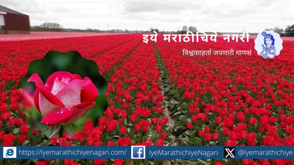Pruning in Rose farming Krushisamarpan article