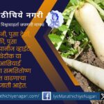 technique-of Radish cultivation