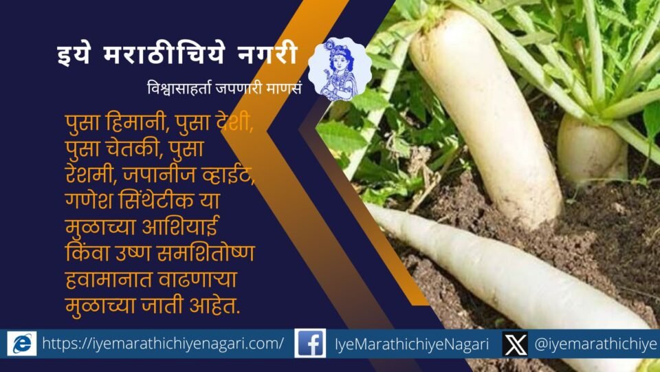 technique-of Radish cultivation