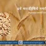 Khapali wheat cultivation article by Krushik app