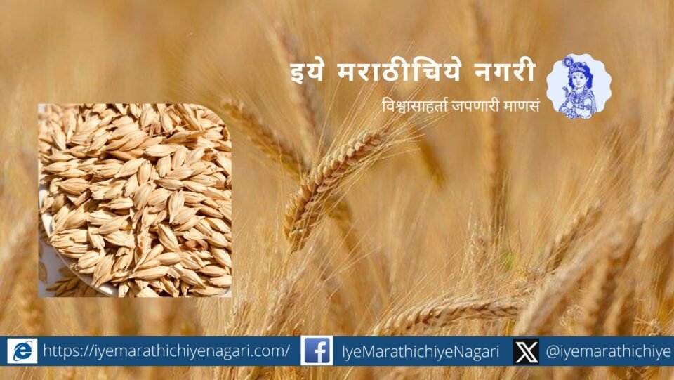Khapali wheat cultivation article by Krushik app