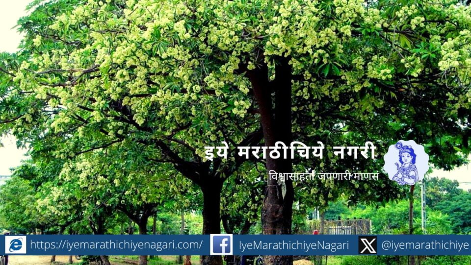 Madhukar Bachulkar article on Alstonia scholaris Satvin tree