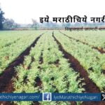 bbf technique of gram cultivation