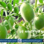 gram-cultivation-techniques-article