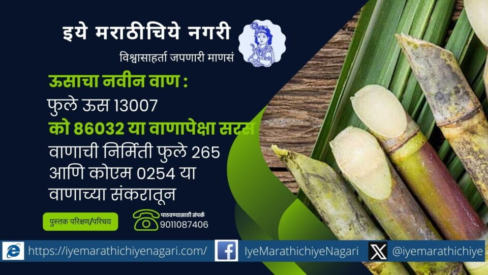 New Variety of Sugarcane Phule Sugarcane 13007