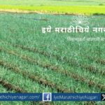 onion-crop-plant-protection-agriculture-advice