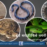 snakebite-in-animals Care and Remedies