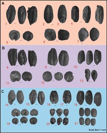 Figure. 3 Charred crop remains recovered from the cultural layers of archaeological site Vadnagar, Gujarat: (A) Crop remains recovered from Historic Phase (200 BCE-500 CE); (1) Hordeum vulgare; (2) Triticum aestivum (Ventral); (3) Triticum aestivum (Dorsal); (4) Oryza sativa; (5) Sorghum bicolor; (6) Lathyrus sativus; (7) Gossypium sp.; (B) Crop remains recovered from Medieval Phase (500 CE-1300 CE); (8) Hordeum vulgare; (9) Triticum aestivum; (10) Oryza sativa; (11) Sorghum bicolor; (12) Lens culinaris; (13) Linum usitatissimum; (C) Crop remains recovered from Post- Medieval Phase (1300 CE-1900 CE); (14) Hordeum vulgare (Dorsal); (15) Hordeum vulgare (Ventral); (16) Triticum aestivum (Dorsal); (17) Triticum aestivum (Ventral); (18) Oryza sativa; (19) Sorghum bicolor; (20) Pennisetum glaucum; (21) Vigna radiata.