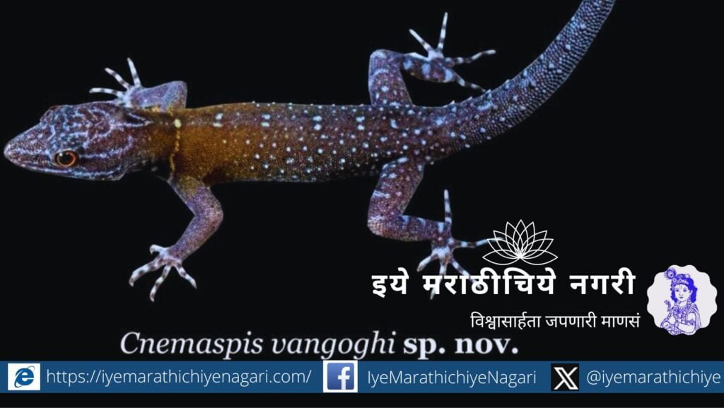 Cnemaspis vangoghi