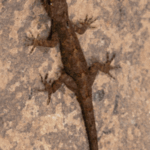 Discovery of four new species of Pali in the genus Nimaspis