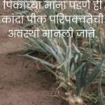 Onion harvesting and post-harvest planning