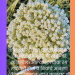 Do this seed production harvesting and threshing in onion crop