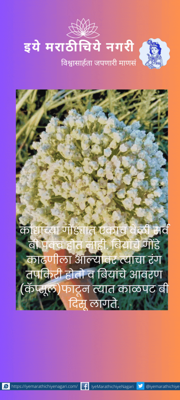 Do this seed production harvesting and threshing in onion crop