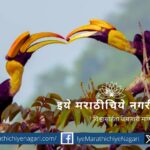 Indian Grey Hornbill Romance Video By Shilpa Gadgil Jalgaon
