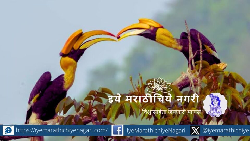 Indian Grey Hornbill Romance Video By Shilpa Gadgil Jalgaon