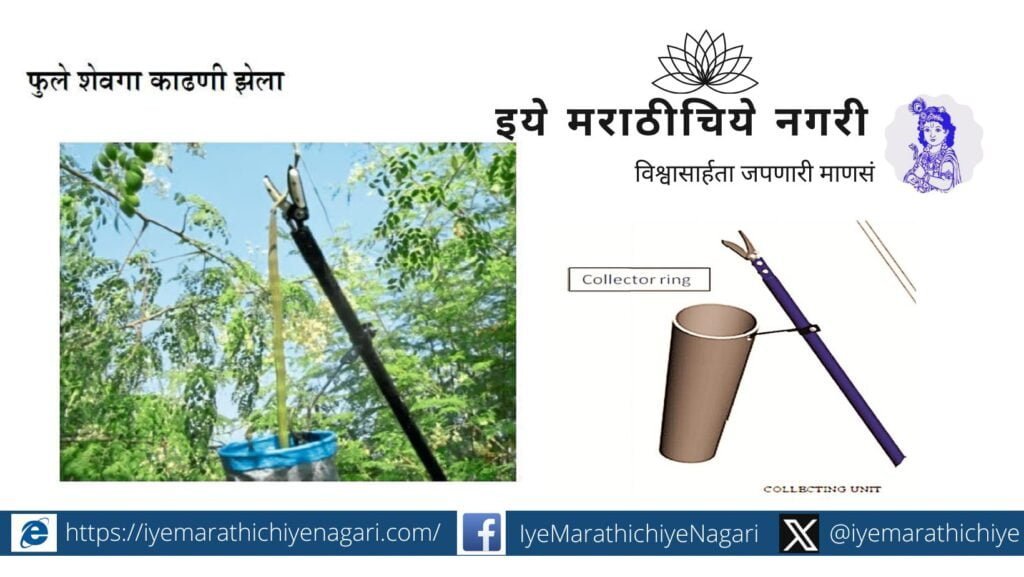 शेवगा काढणी झेला
