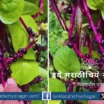 Malabar Spinach Plants article from Dr Manasi Patil