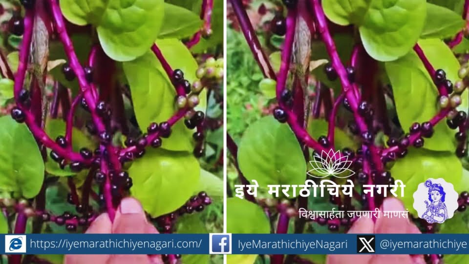 Malabar Spinach Plants article from Dr Manasi Patil