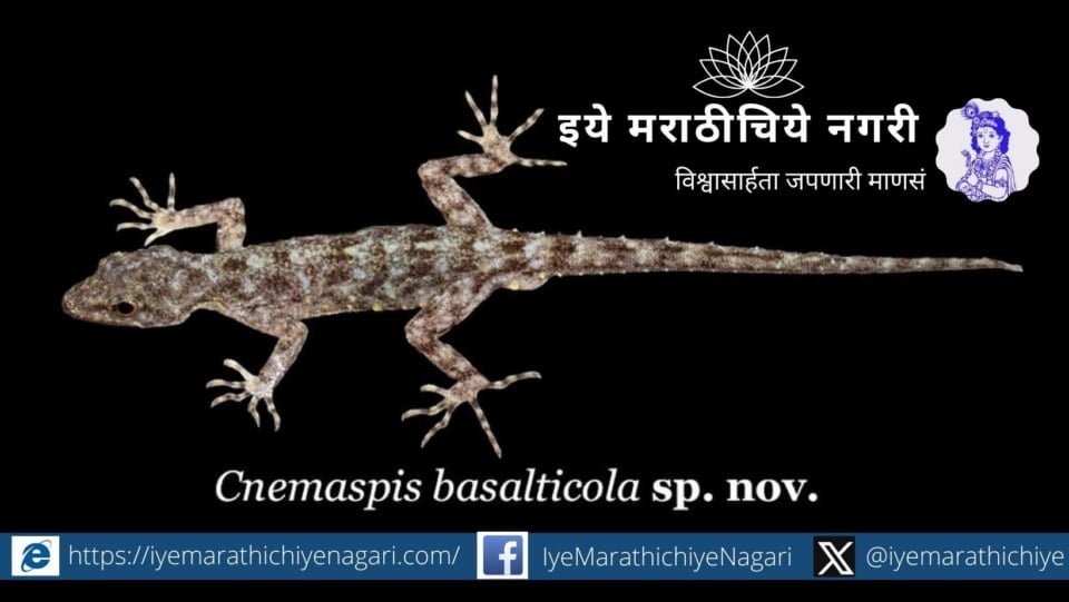 Discovery of two new species of Pali at Kalsubai and Ratangad