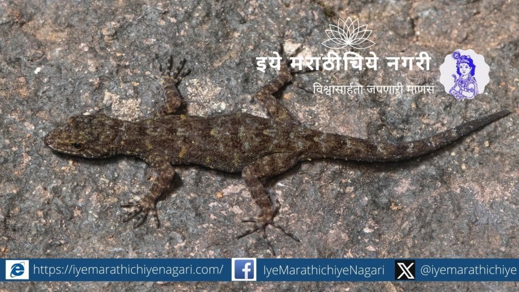Discovery of two new species of Pali at Kalsubai and Ratangad