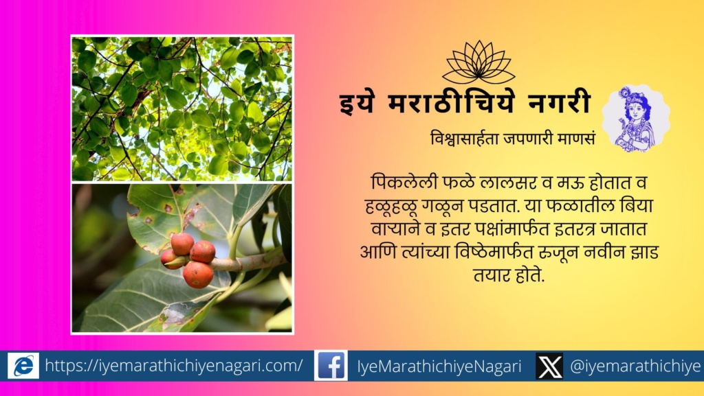 Ficus India Special article by Netra Palkar Apte