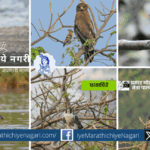 Migration of Birds interview Netra Palkar Apate