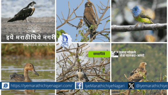 Migration of Birds interview Netra Palkar Apate