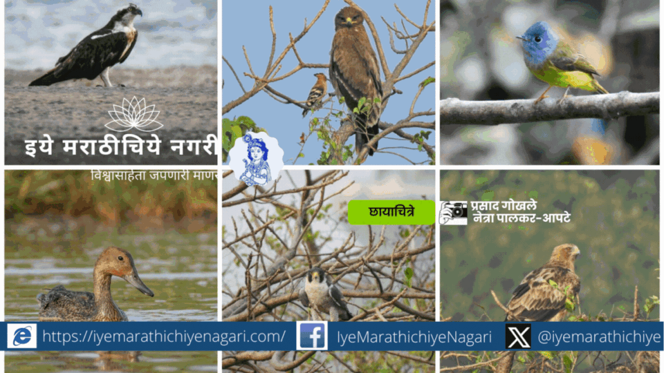 Migration of Birds interview Netra Palkar Apate