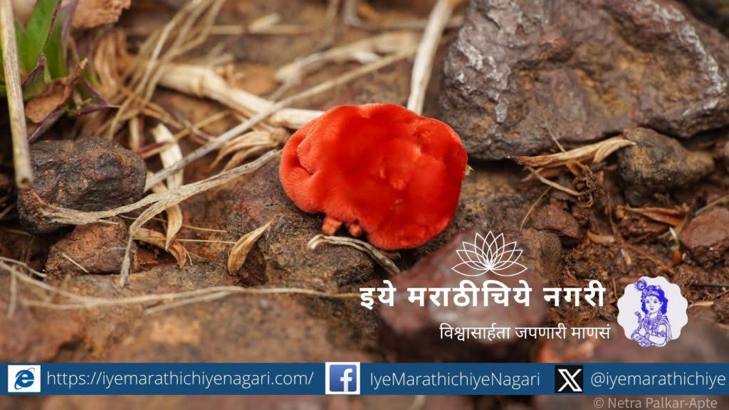 Netra Palkar Apte article on Mrug Insect