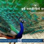 Peacock dance in Mango Garden special article