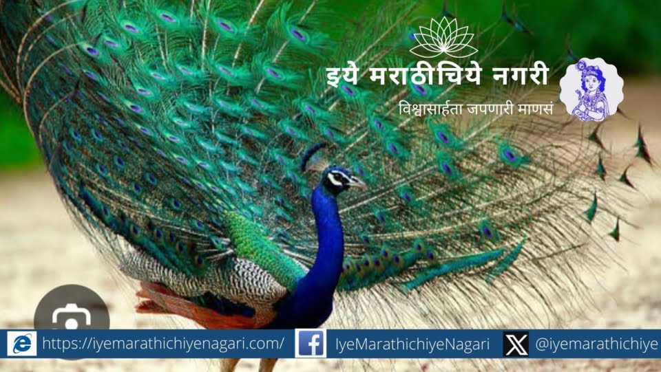 Peacock dance in Mango Garden special article