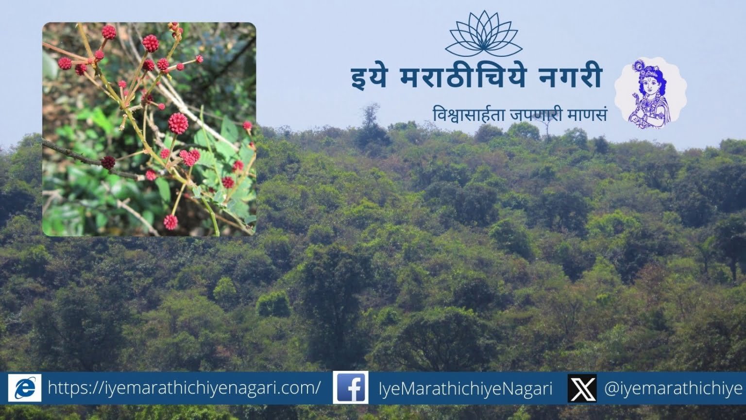 local-trees-should-be-planted-but-what-is-local